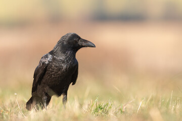 Bird beautiful raven ( Corvus corax ) North Poland Europe