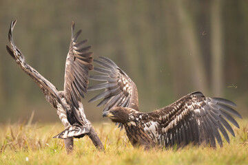 fighting Majestic predator White-tailed eagle, Haliaeetus albicilla in Poland wild nature