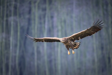 flying Majestic predator White-tailed eagle, Haliaeetus albicilla in Poland wild nature