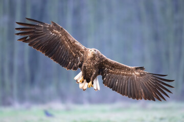 flying Majestic predator White-tailed eagle, Haliaeetus albicilla in Poland wild nature