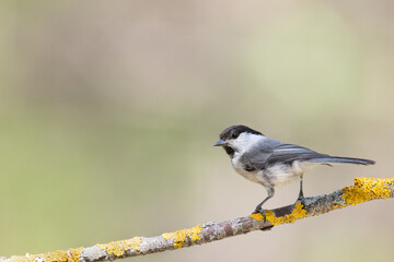 Bird - Marsh Tit Poecile palustris sitting on a branch 