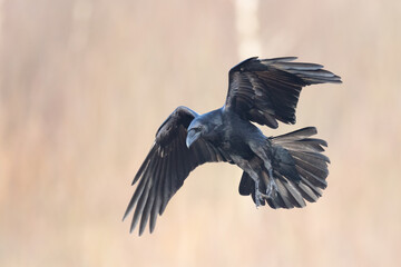 A beautiful flying raven ( Corvus corax ) North Poland Europe