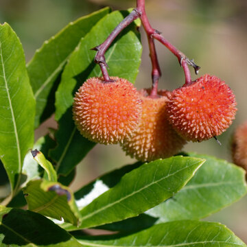 Arbouse 이미지 – 찾아보기 169 스톡 사진, 벡터 및 비디오 | Adobe Stock