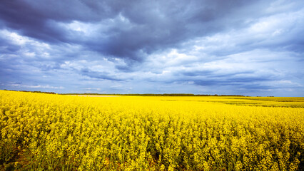 Obraz premium Photo shows a beautiful blue sky with clouds over rape field. Landscape, Poland, Europe spring time