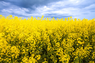 Photo shows a beautiful blue sky with clouds over rape field. Landscape, Poland, Europe spring time
