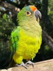 blue and yellow macaw