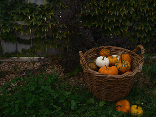 Mix of decorative pumpkins seasonal autumn vegetables in craft basket on garden background  - 532478853