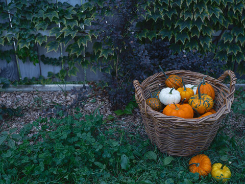 Mix of decorative pumpkins seasonal autumn vegetables in craft basket on garden background top view, flat lay