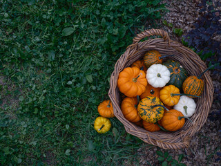 Mix of decorative pumpkins seasonal autumn vegetables in craft basket on garden background top view, flat lay - 532479031