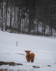 Scotland cow mountains peak italy dolomites snow grass nature wildlife rural alps photography