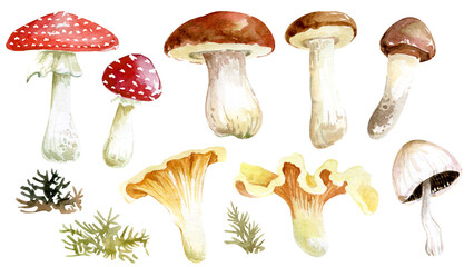 Watercolor clipart of their forest mushrooms, branches, leaves, moss.  Compositions of fly agaric, white fungus, chanterelles.  Autumn forest.  Forest flora, thanksgiving day, village clipart
