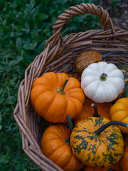 Mix of decorative pumpkins seasonal autumn vegetables in craft basket on garden background closeup - 532479264