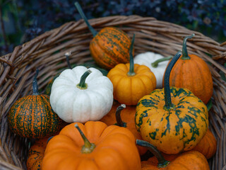Pumpkins vegetables in a basket on garden closeup - 532479299