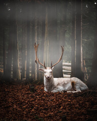White deer lying and resting looking into the camera. Foggy day in Czech forest with this beautiful animal. 