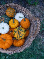 Decorative pumpkins mix for holiday Halloween and home autumn decor in a basket on garden background closeup top view - 532479809