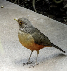 Sabiá-laranjeira, muito comum em toda a América do sul, com seu lindo peito laranjo escuro, visto em caminho de cimento em meio a muita vegetação. Fotografado em museu a céu aberto de Minas Gerais.