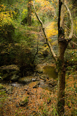 晩秋の犬鳴渓谷(大阪府泉佐野市)