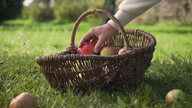 organic apple harvest, in a meadow orchard (Streuobstwiese)