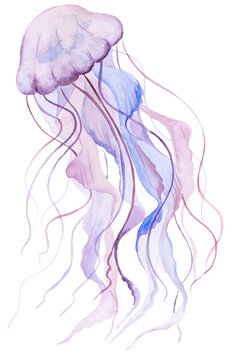 Pink Watercolor jellyfish, isolated element for nautical sea wedding Illustration