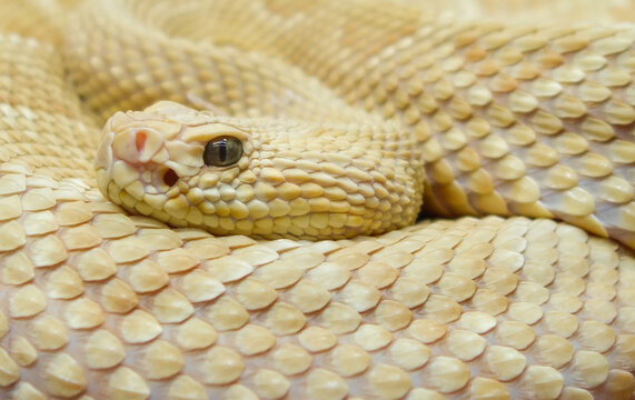 Bothrops insularis snake, known as the Golden lancehead. Close up view