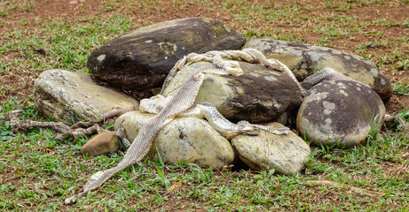 Fototapeta na wymiar dry rattlesnake skin after shedding skins. Crotalus durissus snake, Brazilian Cascavel