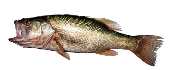 Bass Fish Isolated On White Background.  
Fish.  
Bass fish.
High Details.
High Quality.
