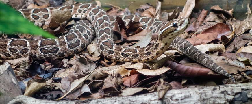 Painted Lancehead snake, or Bothrops diporus. Close up view