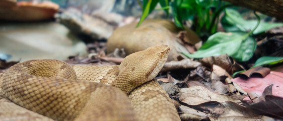 Bothrops insularis snake, known as the Golden lancehead. Endemic to Ilha da Queimada Grande, off the coast of Sao Paulo state, in Brazil