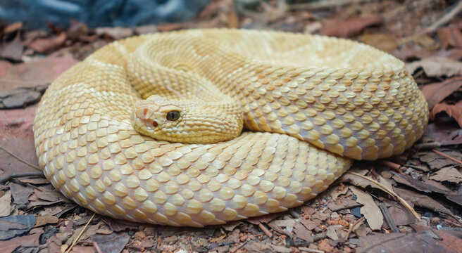 Bothrops insularis snake, known as the Golden lancehead. Close up view
