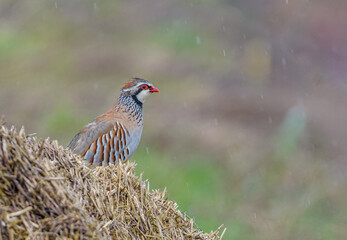 Partridge Alectoris rufa during hunting season France sitting on straw in the rain