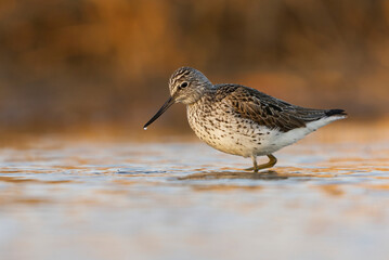 Common greenshank (Tringa nebularia) walking in the water in the wetlands looking for food.