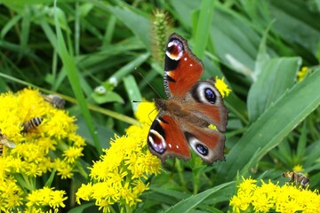 Peacock butterfly 