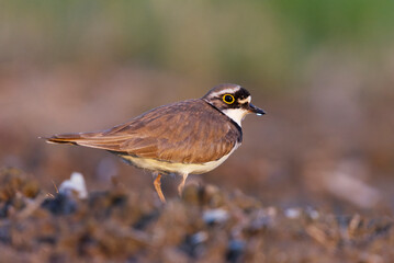 Little ringed plover (Charadrius dubius) standing in muddy field at sunset.
