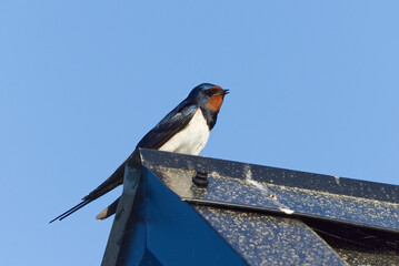 Barn swallow (Hirundo rustica) sitting on the roof.