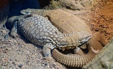 Obraz premium Spiny-tailed monitor, aka ridge-tailed, Australian species of lizard. Varanus acanthurus