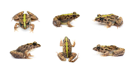 Naklejka premium Group of brown frog isolated on white background. Pelophylax ridibundus. Animal. Amphibians