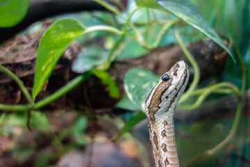 close view of a raised head of a snake sniffing in the air