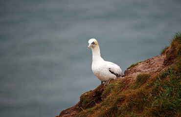 Northern gannets on the cliff top