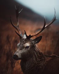 Fotobehang deer stag © BillyClicksScotland