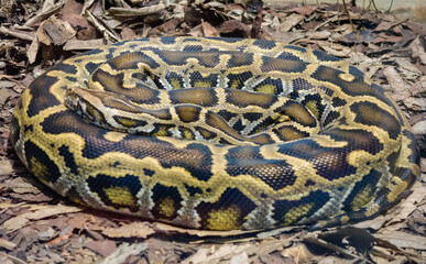 close up on a Burmese Python snake, Python bivittatus, rolled up and static on the ground