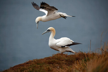 Northern gannets on the cliff top