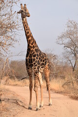 Giraffe in the south african nature