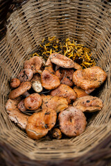 Wicker basket full of rovellon and other edible mushrooms