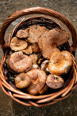 Wicker basket full of rovellon and other edible mushrooms