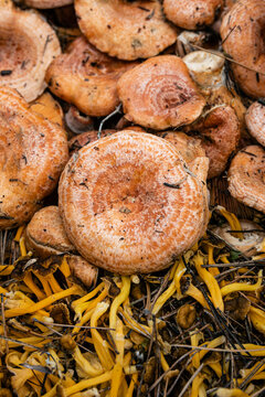 Bunch of revollones and other organic mushrooms, freshly picked from the forest
