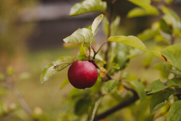 Organic apples. Fruit without chemical spraying. Autumn day. Rural garden. Ripe red apple on a tree