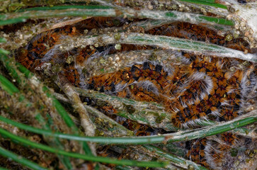 Nid ouvert de chenilles de la  Processionnaire du pin (Thaumetopoea pityocampa) 