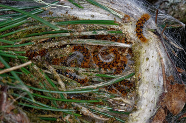 Nid ouvert de chenilles de la  Processionnaire du pin (Thaumetopoea pityocampa) 