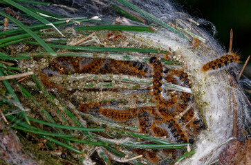 Nid ouvert de chenilles de la  Processionnaire du pin (Thaumetopoea pityocampa) 