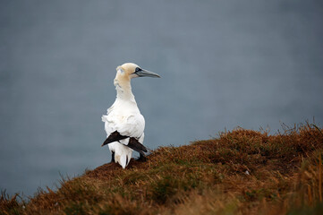 Northern gannets on the cliff top